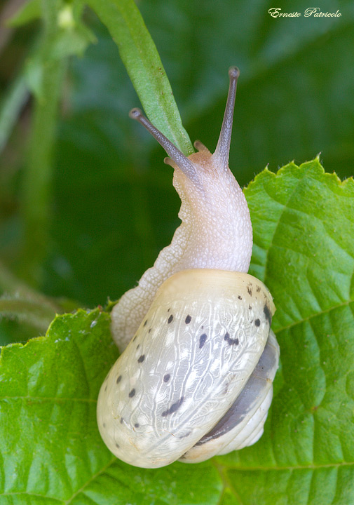 Fruticicola fruticum (O.F. Mller, 1774)